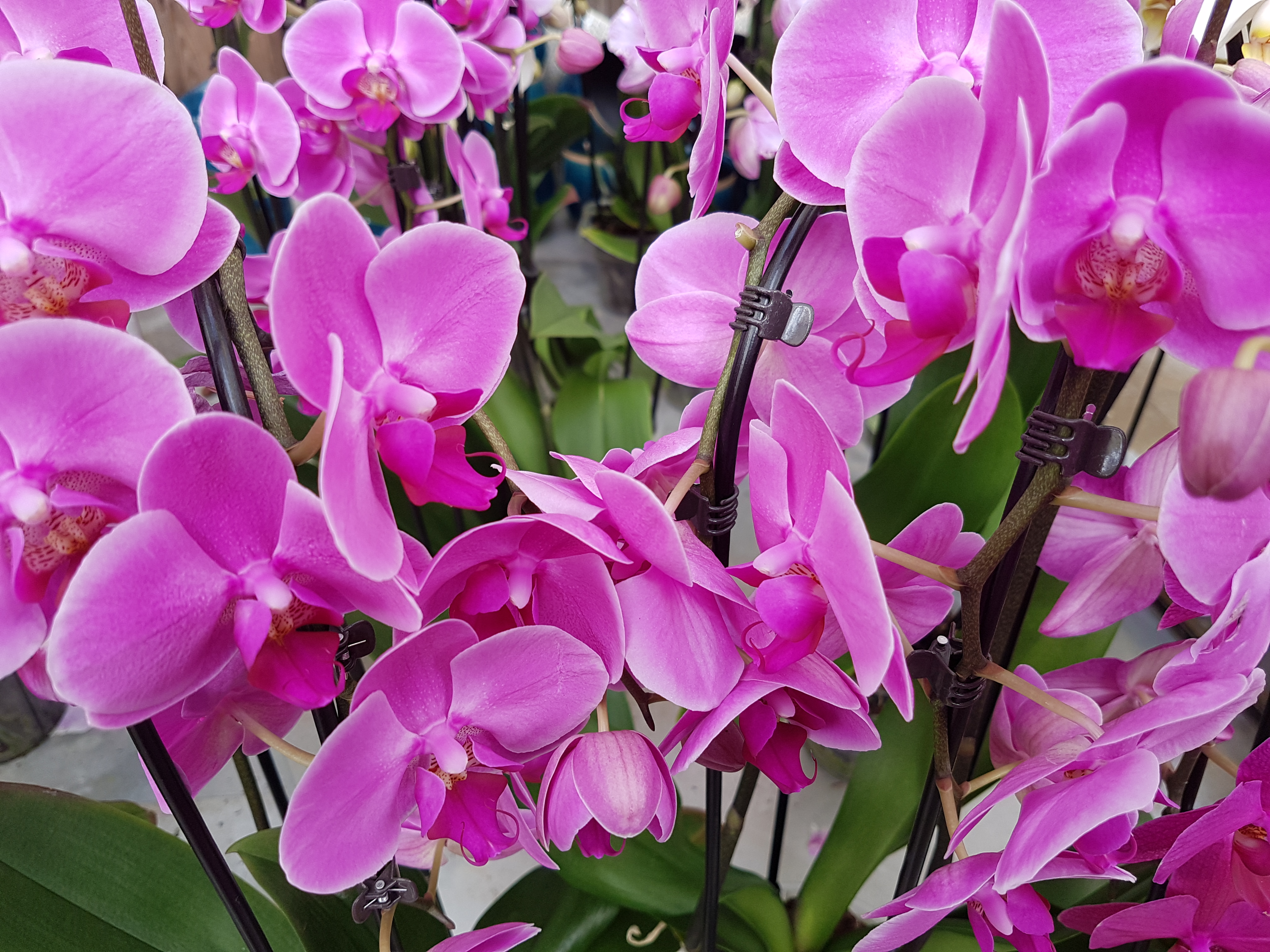 Substrat orchidee – L'orchidée – Culture et rempotage : engrais et substrat  pour orchidée