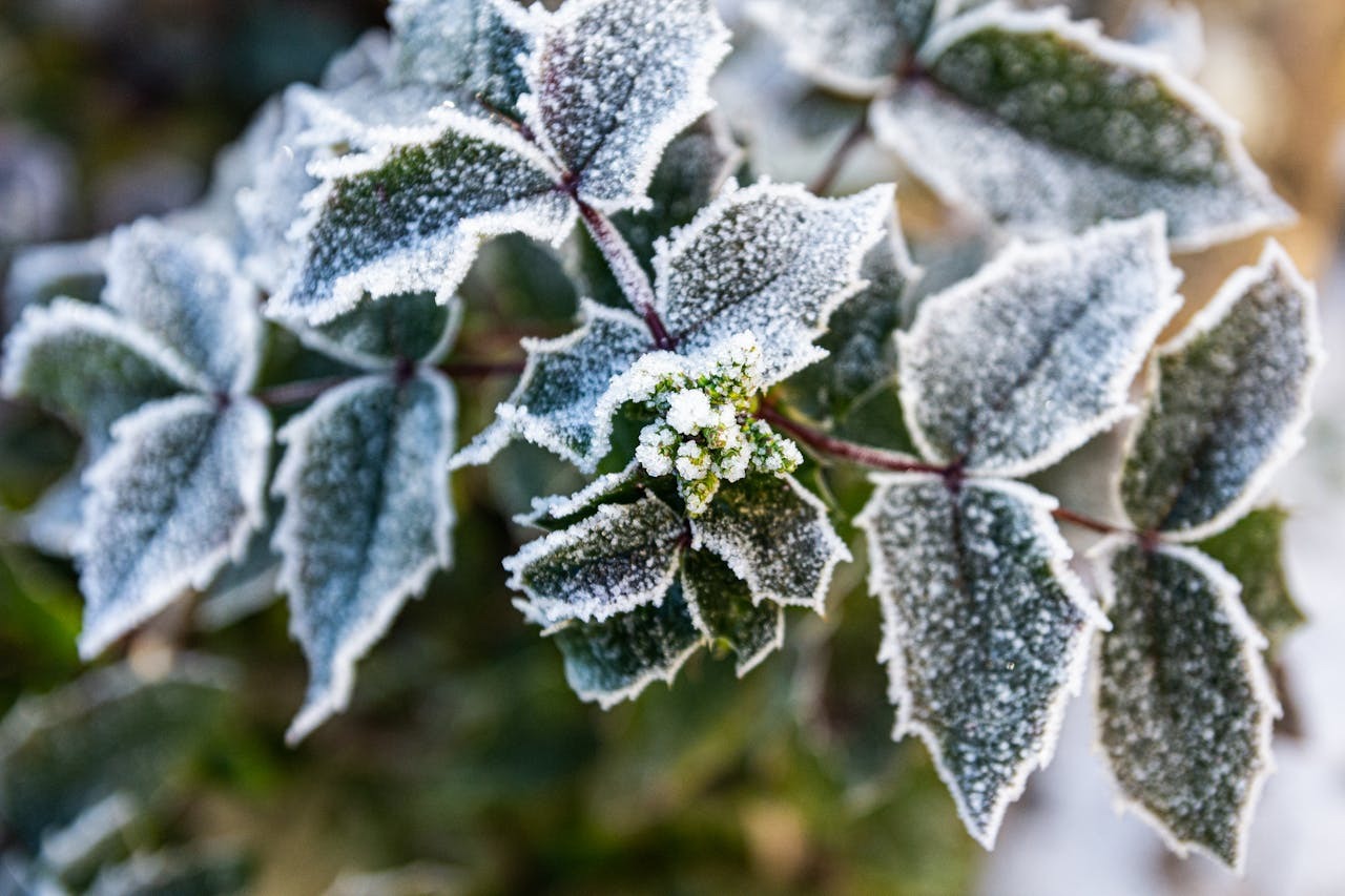 pexels-juliazolotova-3006860